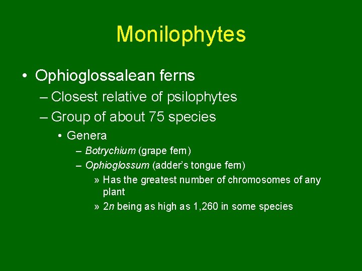 Monilophytes • Ophioglossalean ferns – Closest relative of psilophytes – Group of about 75