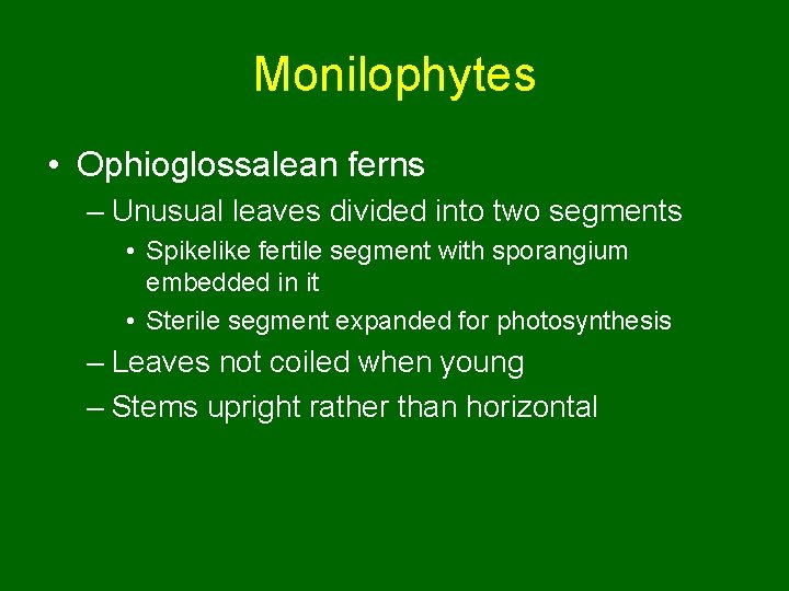 Monilophytes • Ophioglossalean ferns – Unusual leaves divided into two segments • Spikelike fertile