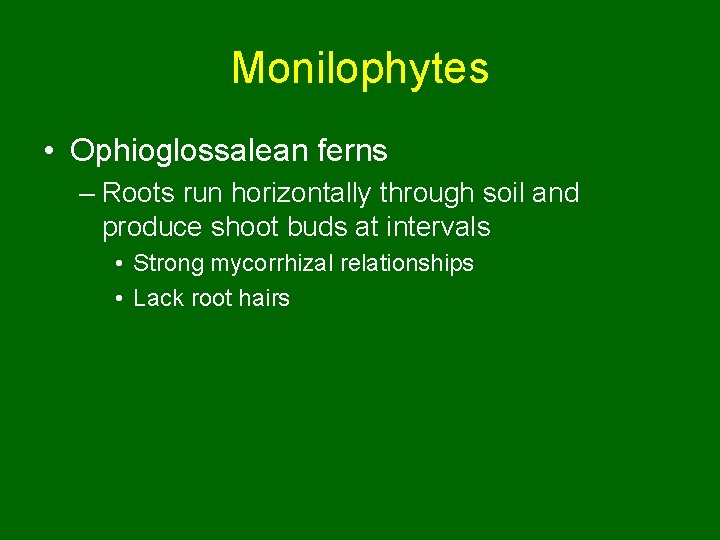 Monilophytes • Ophioglossalean ferns – Roots run horizontally through soil and produce shoot buds