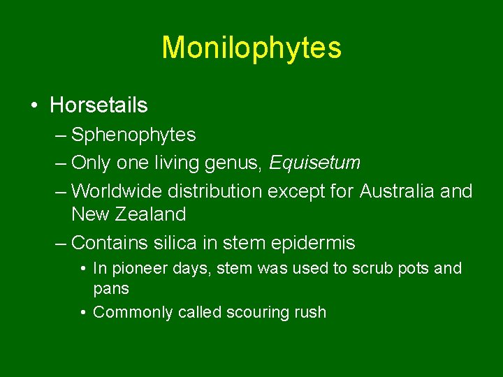 Monilophytes • Horsetails – Sphenophytes – Only one living genus, Equisetum – Worldwide distribution