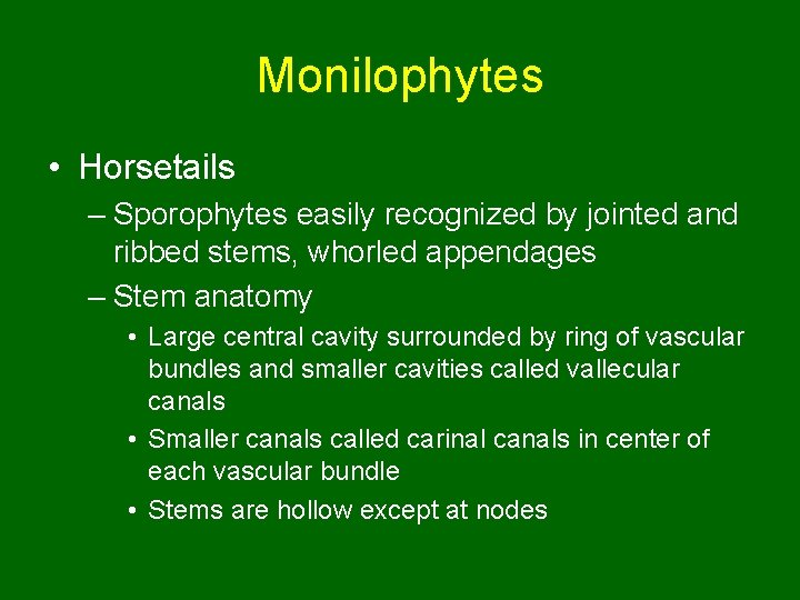 Monilophytes • Horsetails – Sporophytes easily recognized by jointed and ribbed stems, whorled appendages