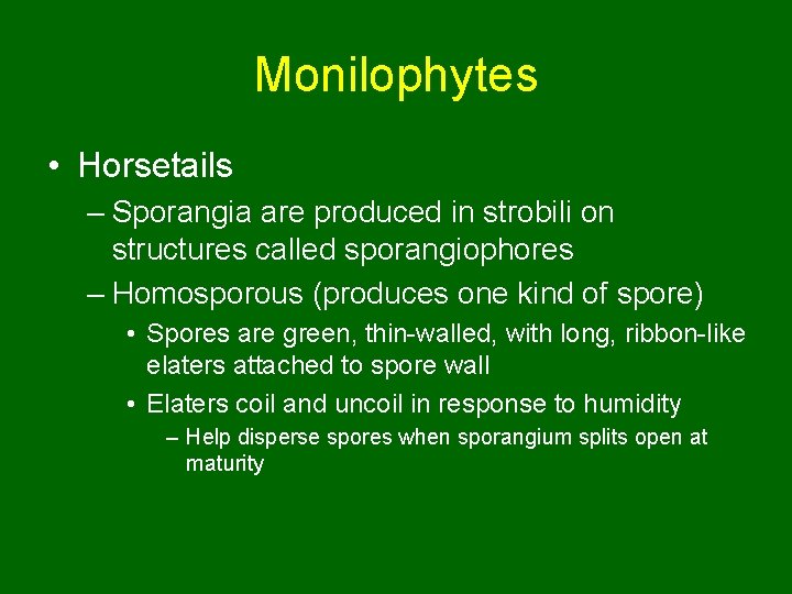 Monilophytes • Horsetails – Sporangia are produced in strobili on structures called sporangiophores –