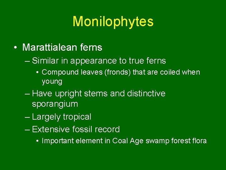Monilophytes • Marattialean ferns – Similar in appearance to true ferns • Compound leaves