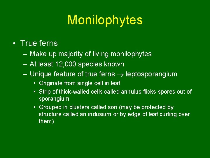 Monilophytes • True ferns – Make up majority of living monilophytes – At least