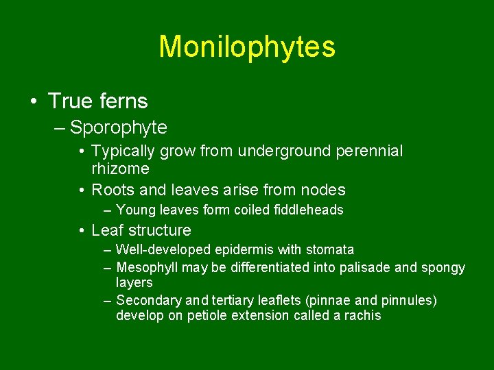 Monilophytes • True ferns – Sporophyte • Typically grow from underground perennial rhizome •