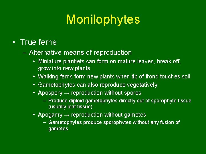 Monilophytes • True ferns – Alternative means of reproduction • Miniature plantlets can form