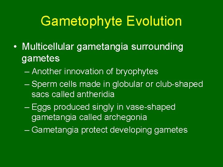 Gametophyte Evolution • Multicellular gametangia surrounding gametes – Another innovation of bryophytes – Sperm