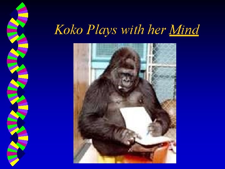 Koko Plays with her Mind 