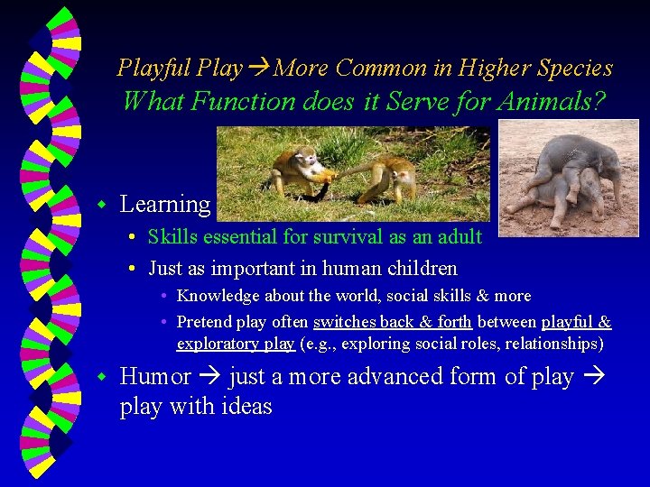 Playful Play More Common in Higher Species What Function does it Serve for Animals?