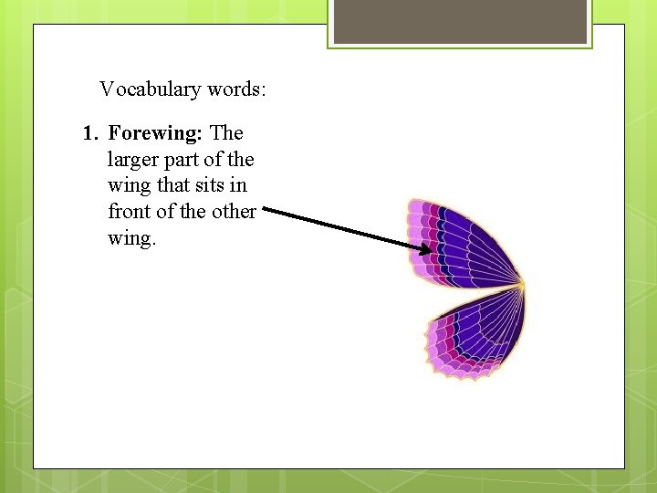 Vocabulary words: 1. Forewing: The larger part of the wing that sits in front