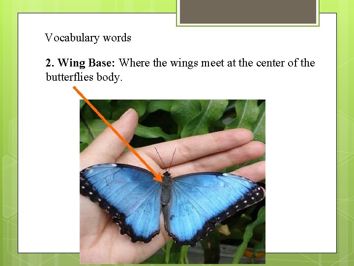 Vocabulary words 2. Wing Base: Where the wings meet at the center of the