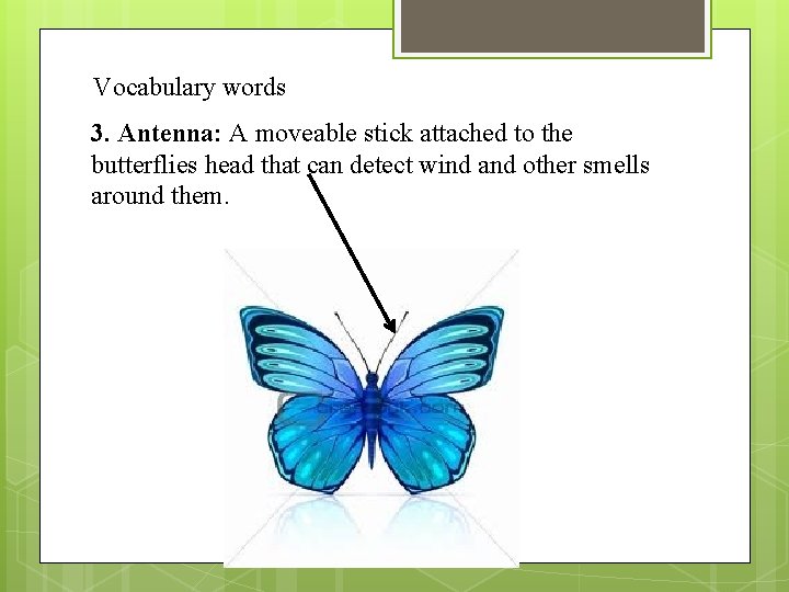 Vocabulary words 3. Antenna: A moveable stick attached to the butterflies head that can