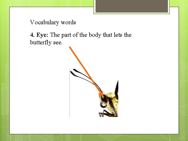 Vocabulary words 4. Eye: The part of the body that lets the butterfly see.