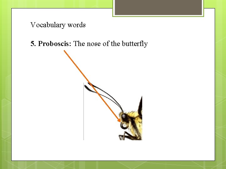 Vocabulary words 5. Proboscis: The nose of the butterfly 
