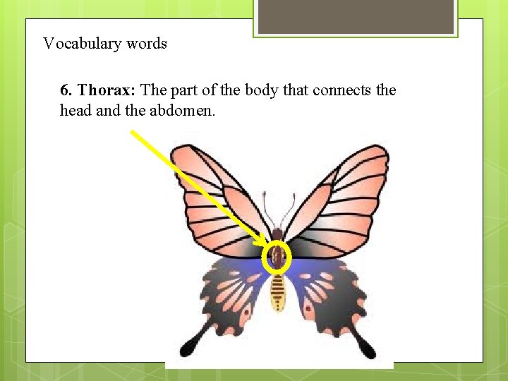 Vocabulary words 6. Thorax: The part of the body that connects the head and