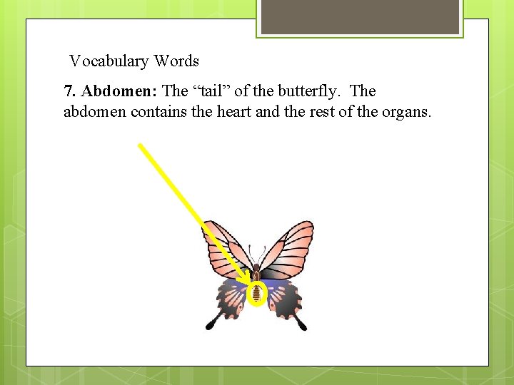 Vocabulary Words 7. Abdomen: The “tail” of the butterfly. The abdomen contains the heart
