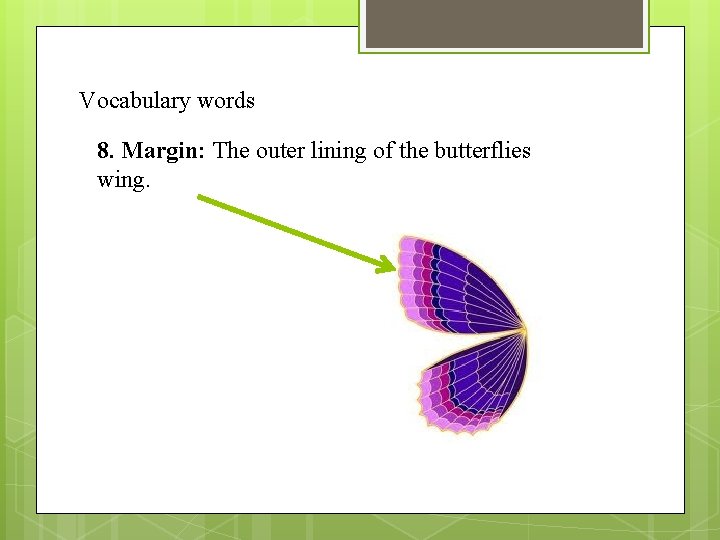 Vocabulary words 8. Margin: The outer lining of the butterflies wing. 