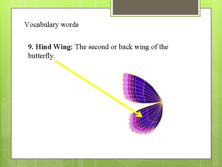 Vocabulary words 9. Hind Wing: The second or back wing of the butterfly. 