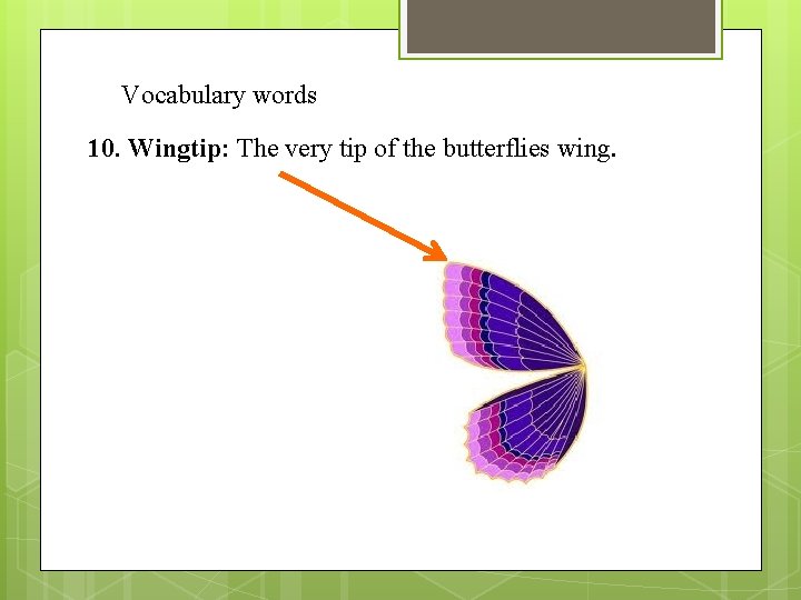 Vocabulary words 10. Wingtip: The very tip of the butterflies wing. 