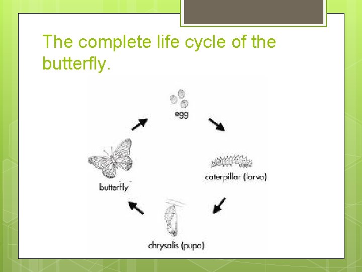 The complete life cycle of the butterfly. 