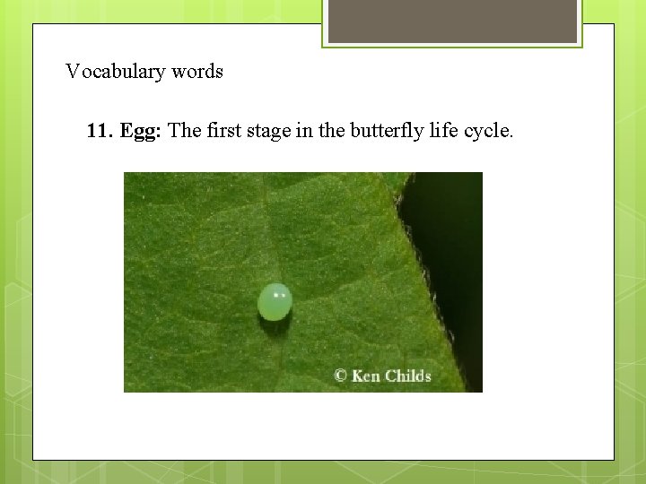 Vocabulary words 11. Egg: The first stage in the butterfly life cycle. 