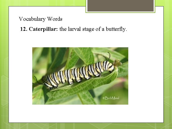 Vocabulary Words 12. Caterpillar: the larval stage of a butterfly. 