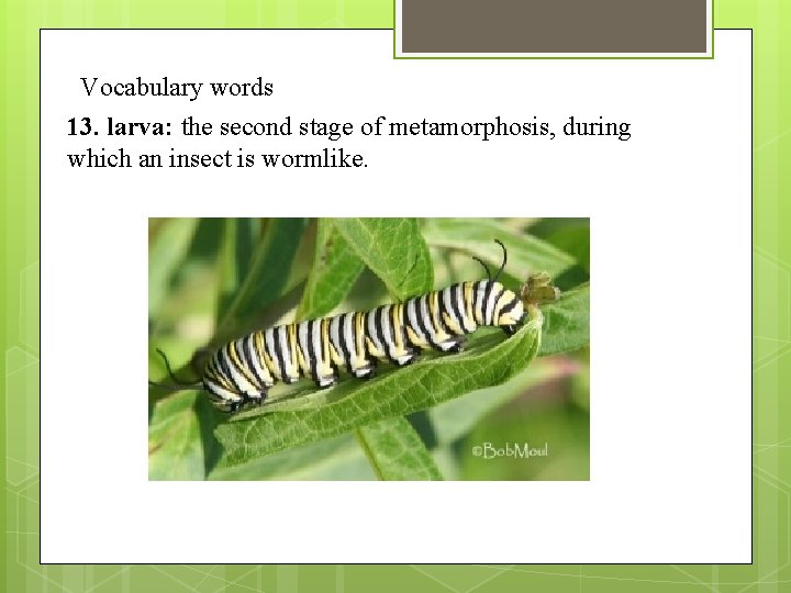 Vocabulary words 13. larva: the second stage of metamorphosis, during which an insect is
