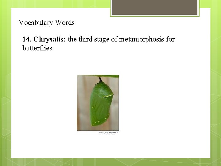 Vocabulary Words 14. Chrysalis: the third stage of metamorphosis for butterflies 