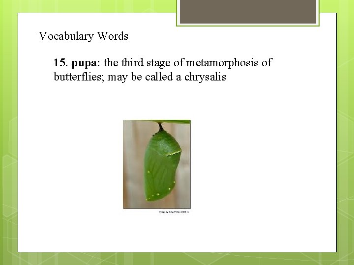 Vocabulary Words 15. pupa: the third stage of metamorphosis of butterflies; may be called