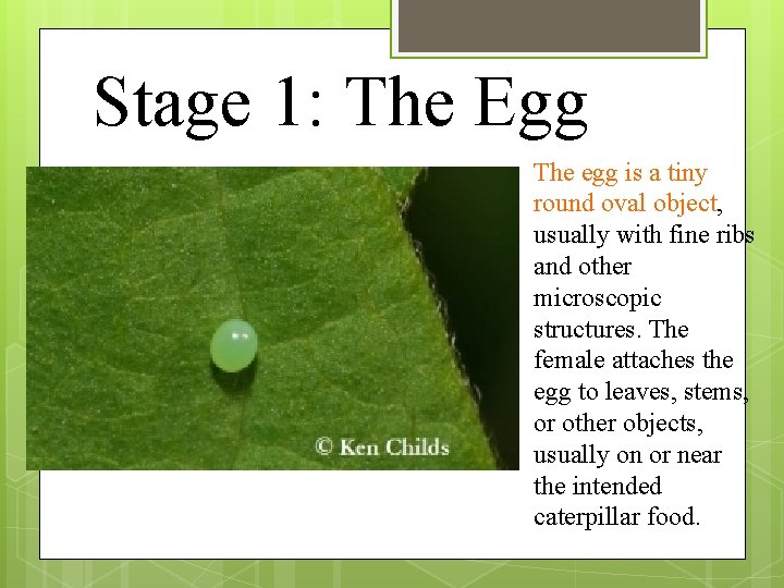 Stage 1: The Egg The egg is a tiny round oval object, usually with