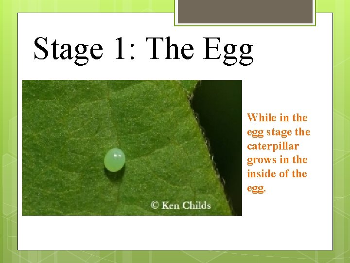 Stage 1: The Egg While in the egg stage the caterpillar grows in the