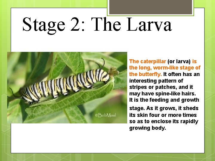 Stage 2: The Larva The caterpillar (or larva) is the long, worm-like stage of