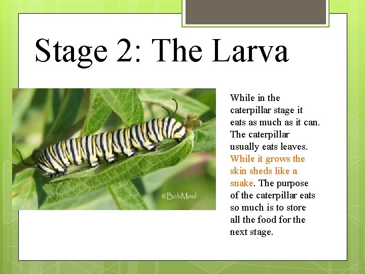 Stage 2: The Larva While in the caterpillar stage it eats as much as