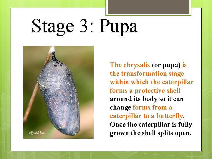 Stage 3: Pupa The chrysalis (or pupa) is the transformation stage within which the