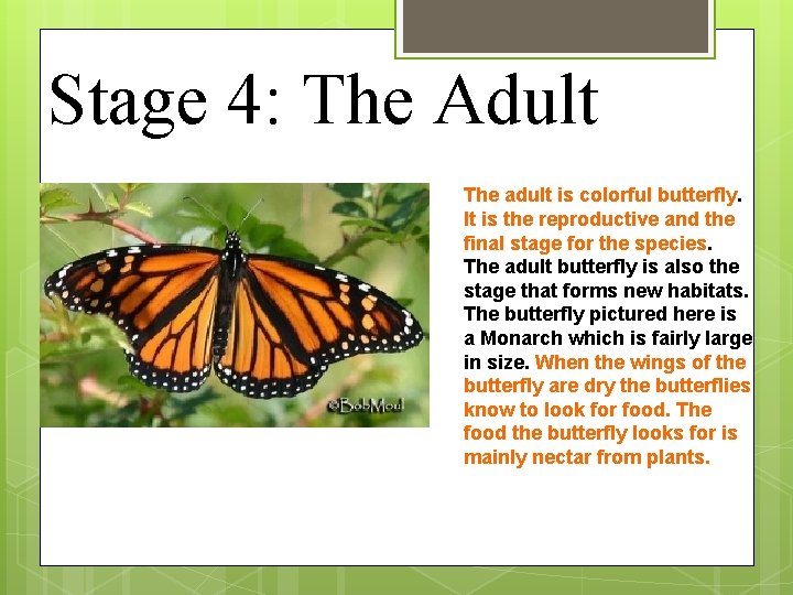 Stage 4: The Adult The adult is colorful butterfly. It is the reproductive and