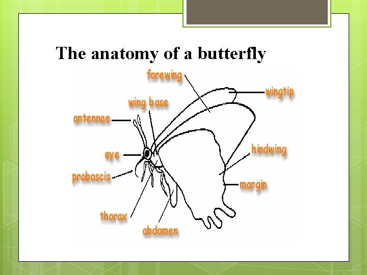 The anatomy of a butterfly 