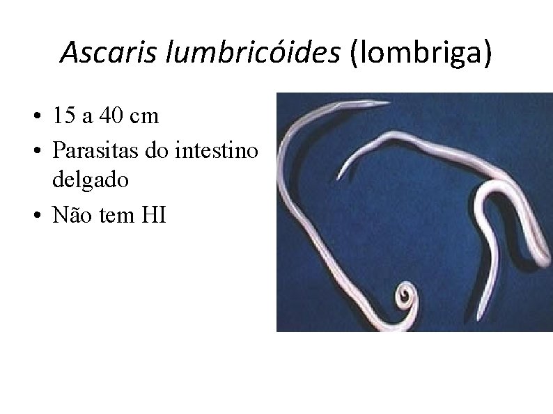 Ascaris lumbricóides (lombriga) • 15 a 40 cm • Parasitas do intestino delgado •