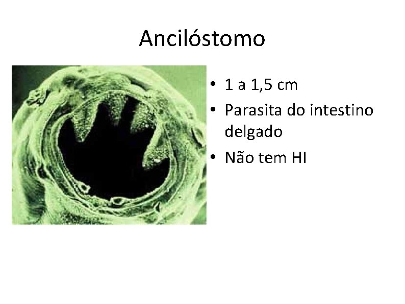 Ancilóstomo • 1 a 1, 5 cm • Parasita do intestino delgado • Não