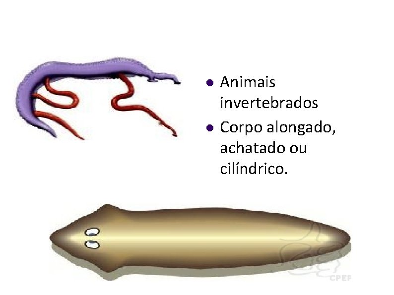  Animais invertebrados Corpo alongado, achatado ou cilíndrico. 