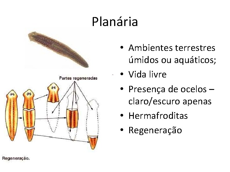 Planária • Ambientes terrestres úmidos ou aquáticos; • Vida livre • Presença de ocelos