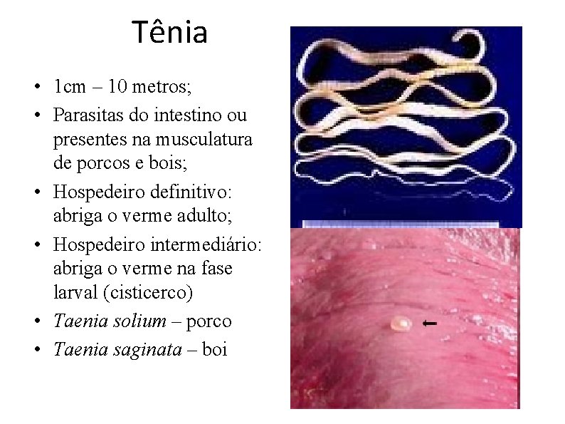  Tênia • 1 cm – 10 metros; • Parasitas do intestino ou presentes