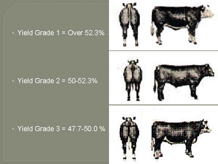  • Yield Grade 1 = Over 52. 3% • Yield Grade 2 =