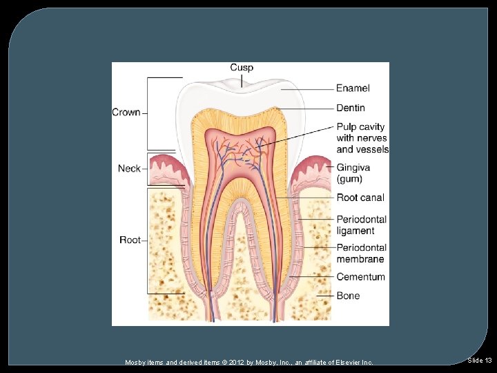 Mosby items and derived items © 2012 by Mosby, Inc. , an affiliate of Mosby items and derived items © 2012 by Mosby, Inc. , an affiliate of