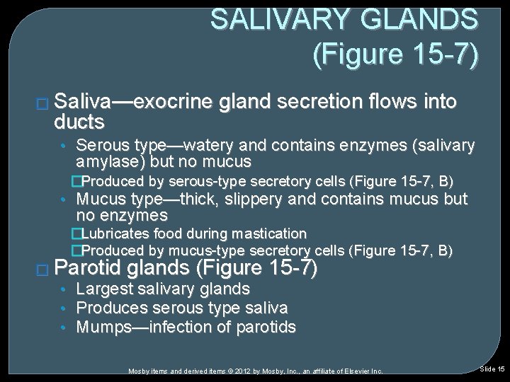 SALIVARY GLANDS (Figure 15 -7) � Saliva—exocrine ducts gland secretion flows into • Serous SALIVARY GLANDS (Figure 15 -7) � Saliva—exocrine ducts gland secretion flows into • Serous