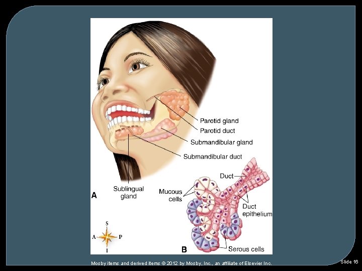 Mosby items and derived items © 2012 by Mosby, Inc. , an affiliate of Mosby items and derived items © 2012 by Mosby, Inc. , an affiliate of