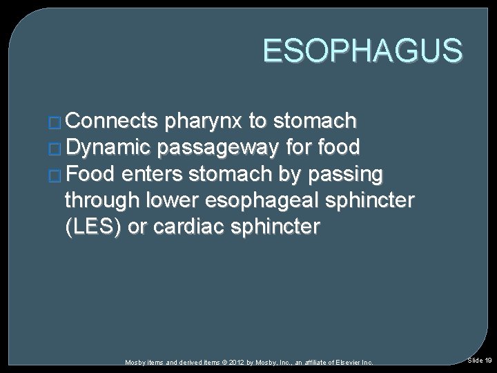 ESOPHAGUS � Connects pharynx to stomach � Dynamic passageway for food � Food enters ESOPHAGUS � Connects pharynx to stomach � Dynamic passageway for food � Food enters
