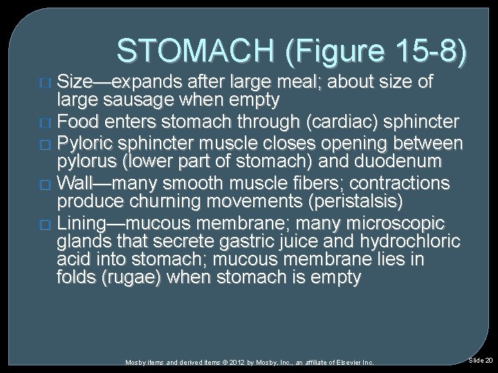 STOMACH (Figure 15 -8) Size—expands after large meal; about size of large sausage when STOMACH (Figure 15 -8) Size—expands after large meal; about size of large sausage when