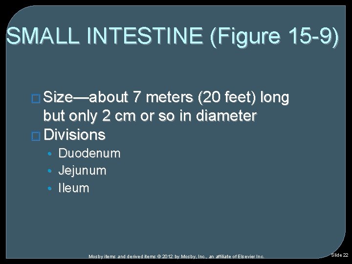 SMALL INTESTINE (Figure 15 -9) � Size—about 7 meters (20 feet) long but only SMALL INTESTINE (Figure 15 -9) � Size—about 7 meters (20 feet) long but only