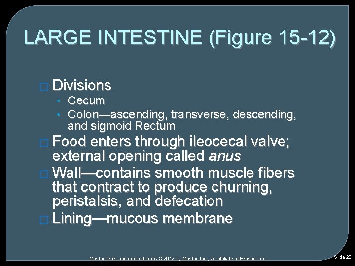 LARGE INTESTINE (Figure 15 -12) � Divisions • Cecum • Colon—ascending, transverse, descending, and LARGE INTESTINE (Figure 15 -12) � Divisions • Cecum • Colon—ascending, transverse, descending, and