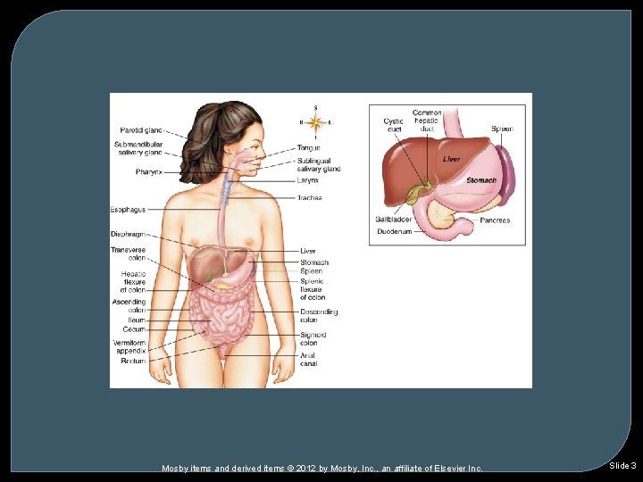 Mosby items and derived items © 2012 by Mosby, Inc. , an affiliate of Mosby items and derived items © 2012 by Mosby, Inc. , an affiliate of